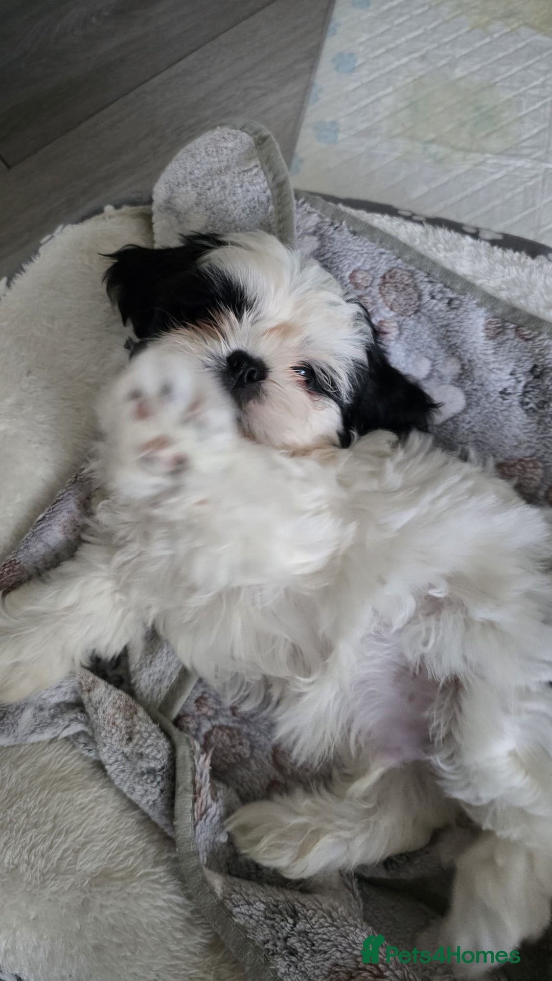 Shih Tzu dogs for sale: Last two puppies from liter 🐶🐶 - Image 24