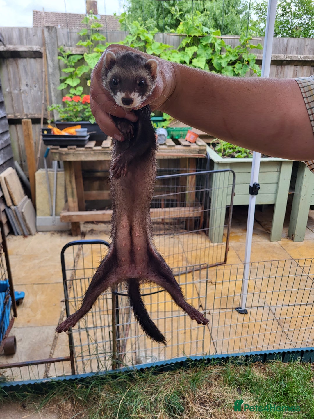 Ferret rodents for sale: 3 polecat jills - Image 3