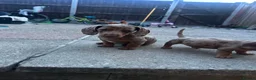 Miniature Dachshund dogs for sale: 6 beautiful miniature dachshund puppies - Advert 6