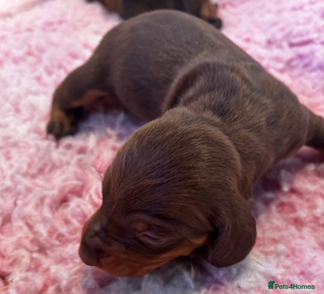 Dachshund dogs for sale: STUNNING KC REG STANDARD DACHSHUNDS  - Advert 14