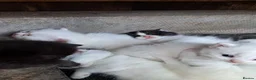 Turkish Van cats for sale: 6 Beautiful Kittens Looking for Loving Homes 🐾 in Birmingham - Advert 9