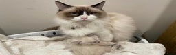 Ragdoll cats for sale: ✨ Ragdoll Kitten – £500 ✨ - Advert 4