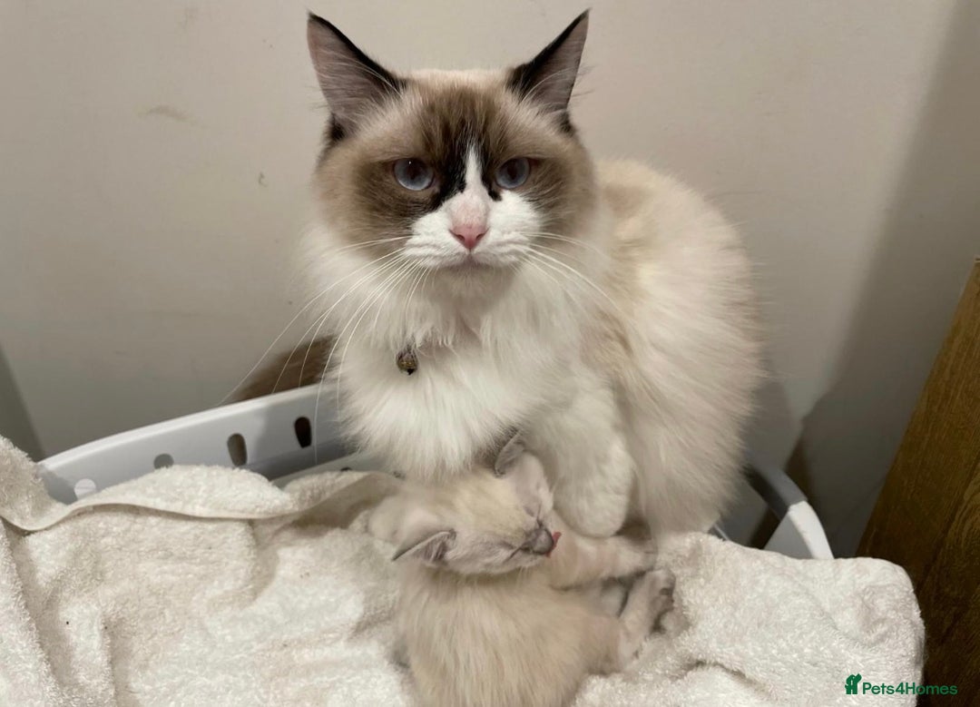 Ragdoll cats for sale: ✨ Ragdoll Kitten – £500 ✨ - Advert 4