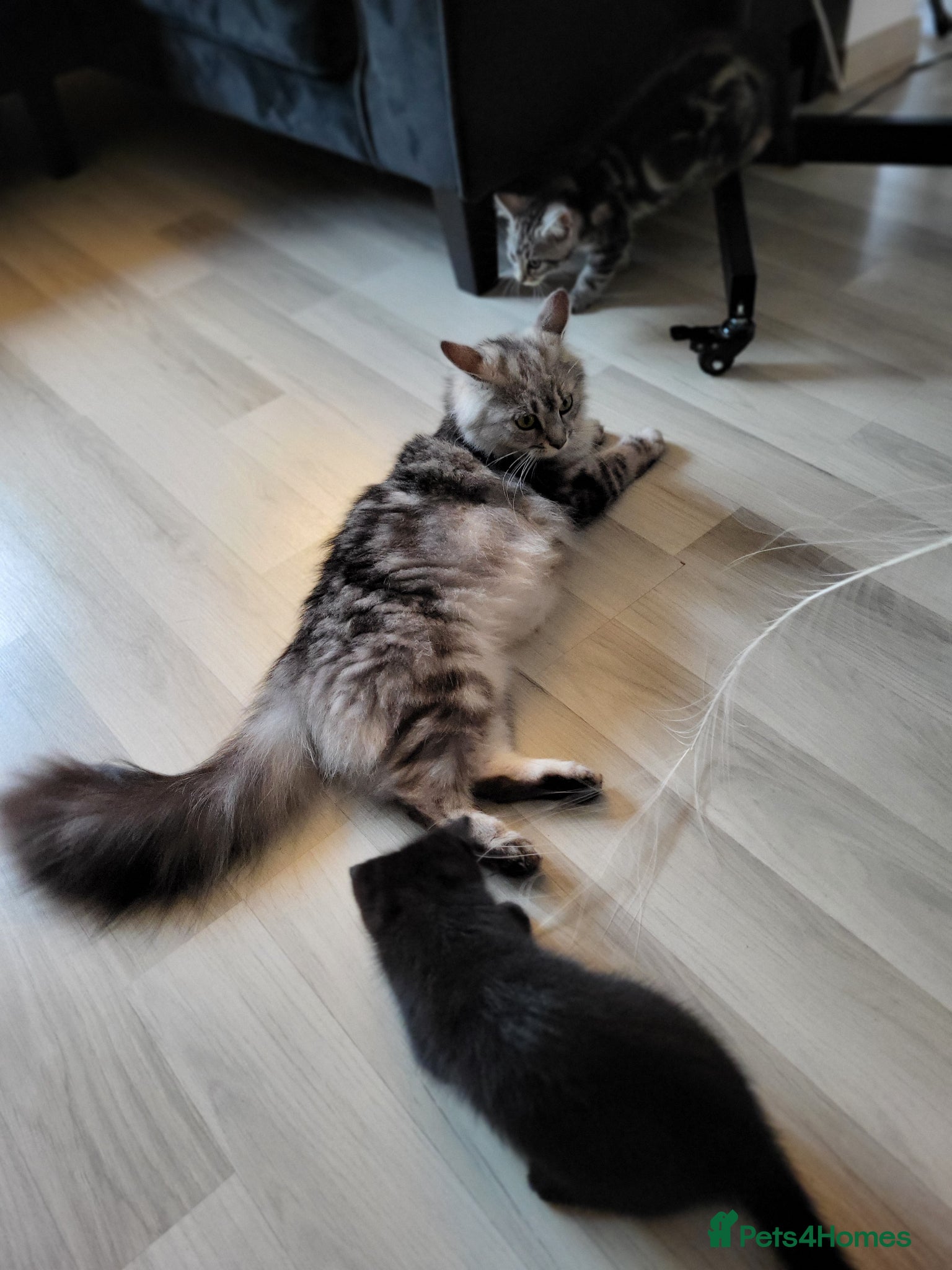 Maine Coon cats Gorgeous litter of Maine Coon x5 kittens - Advert 11