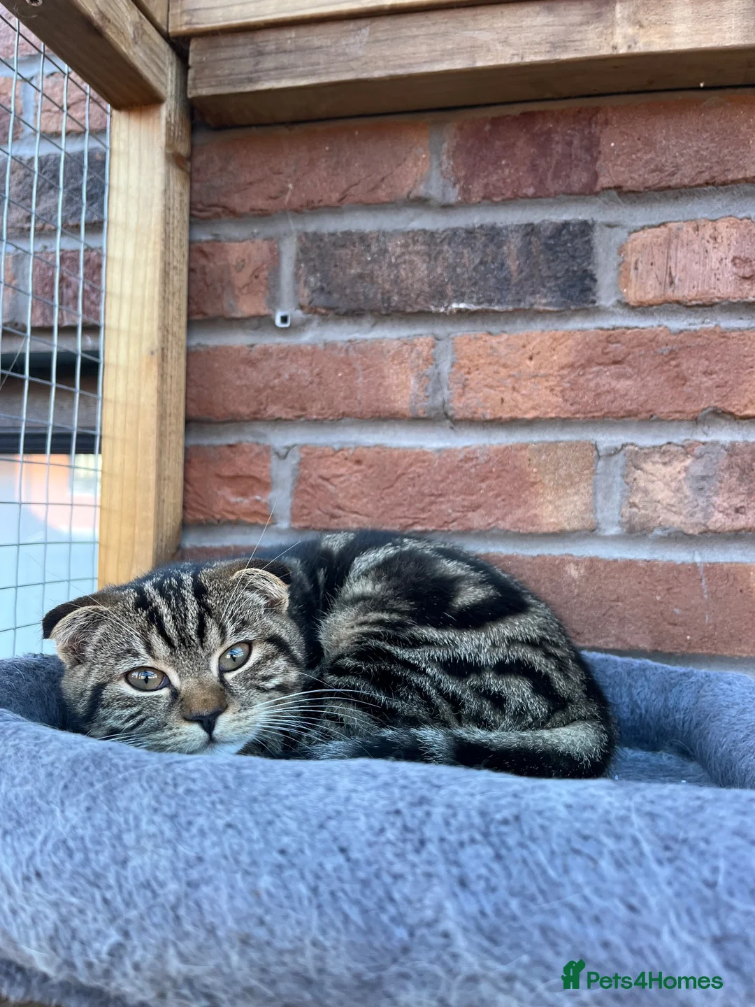 Scottish Fold cats for sale: Beautiful girl Scottish fold  - Advert 2