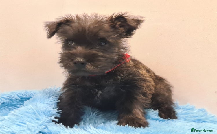 Cairn Terrier dogs - Advert 5