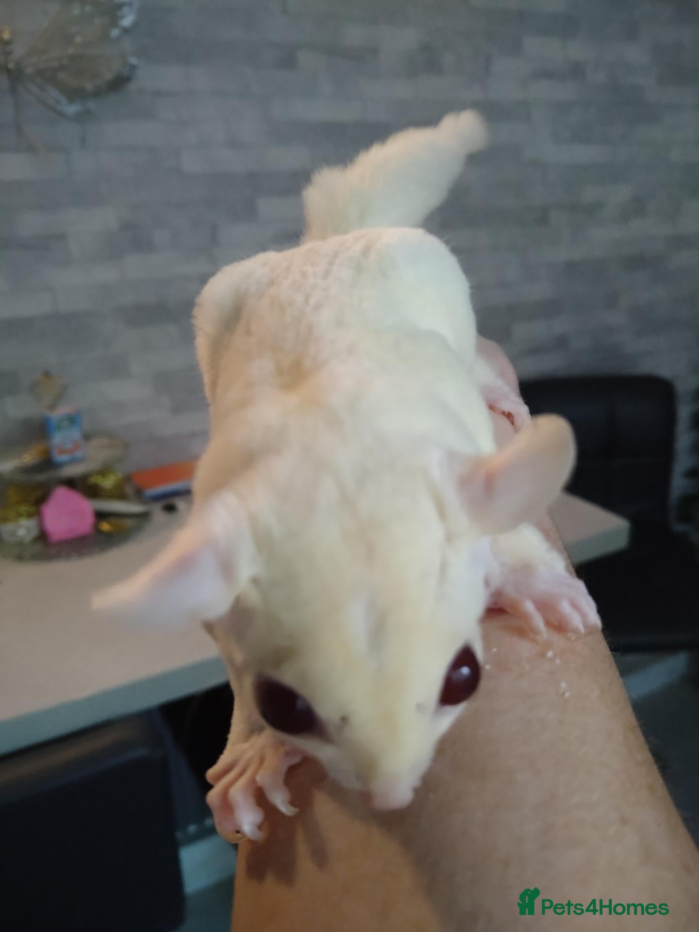 Sugar Glider rodents Creamino het leu baby boy - Advert 22