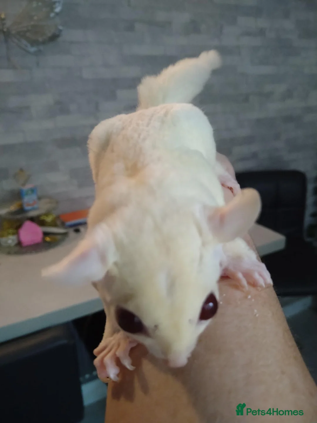 Sugar Glider rodents for sale: Creamino het leu baby boy - Advert 1