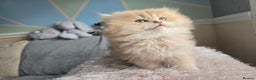 British Shorthair cats for sale: Pedigree golden British shorthair and longhair  - Advert 7