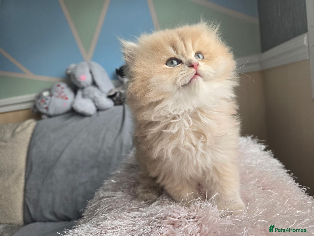 British Shorthair cats for sale: Pedigree golden British shorthair and longhair  - Advert 7