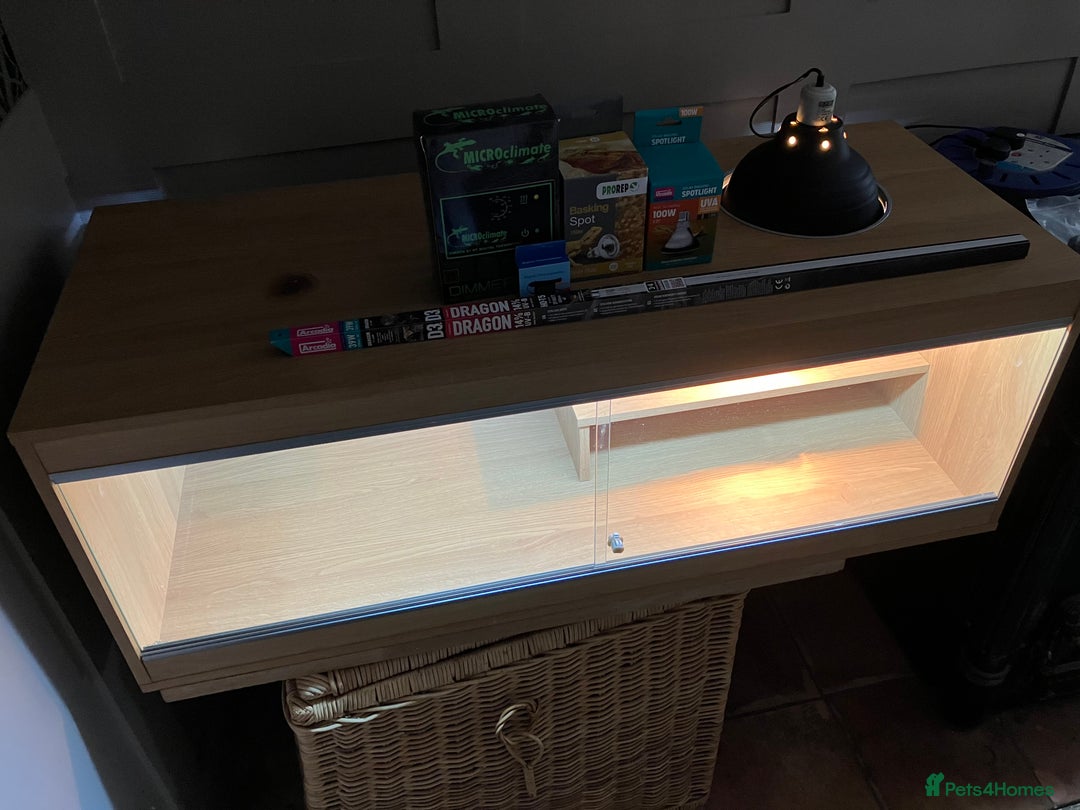 Bearded Dragon reptiles for sale: Bearded Dragon Vivarium Setup Kit in Downham Market - Image 3