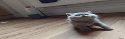 British Shorthair cats for sale: British shorthair kittens  in Leeds - Advert 19