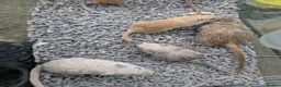 Rat rodents for sale: Tame rats, gerbils, hamster  - Advert 4