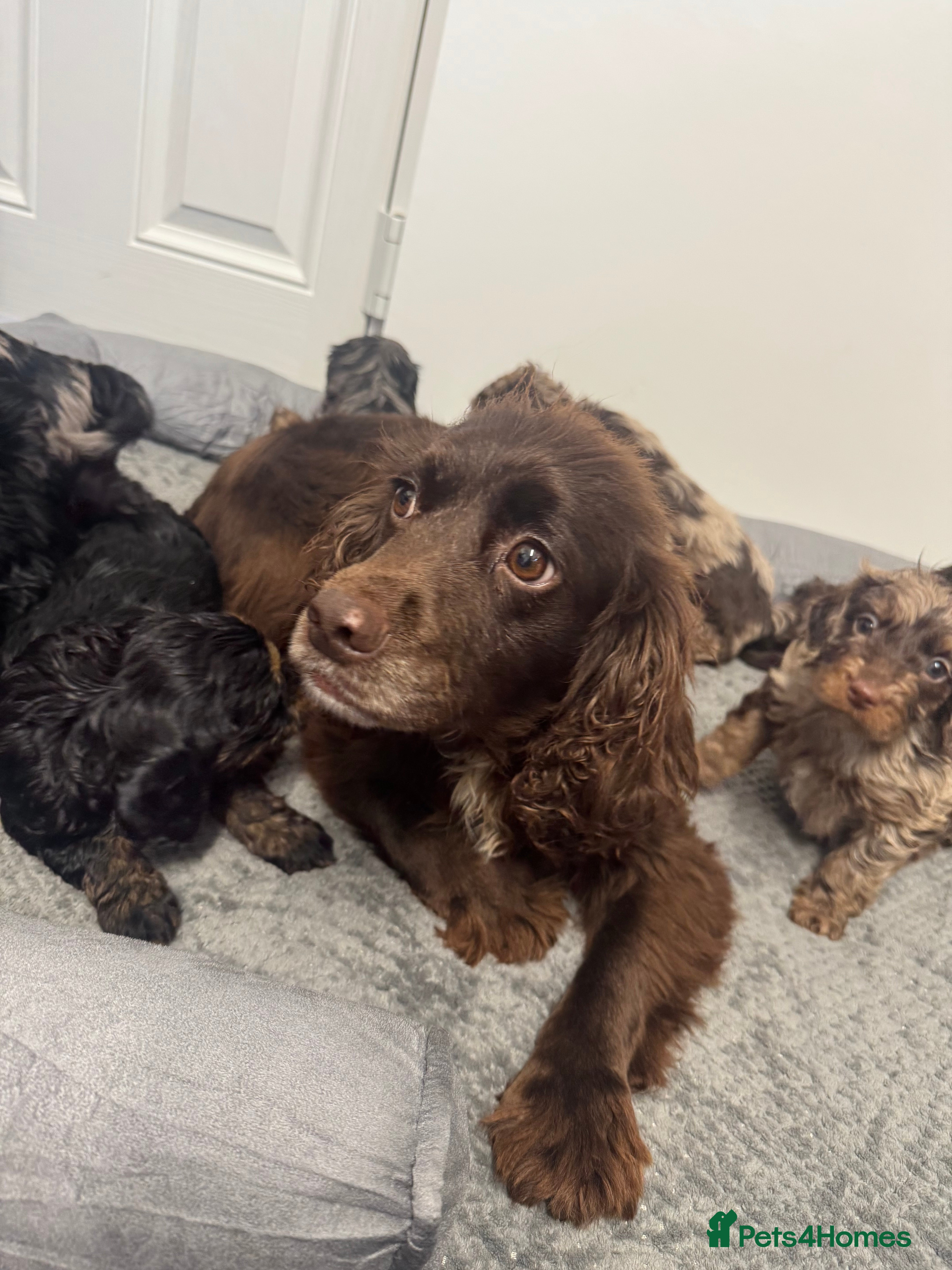 Cockapoo dogs F1 miniature Cockapoos  - Advert 1