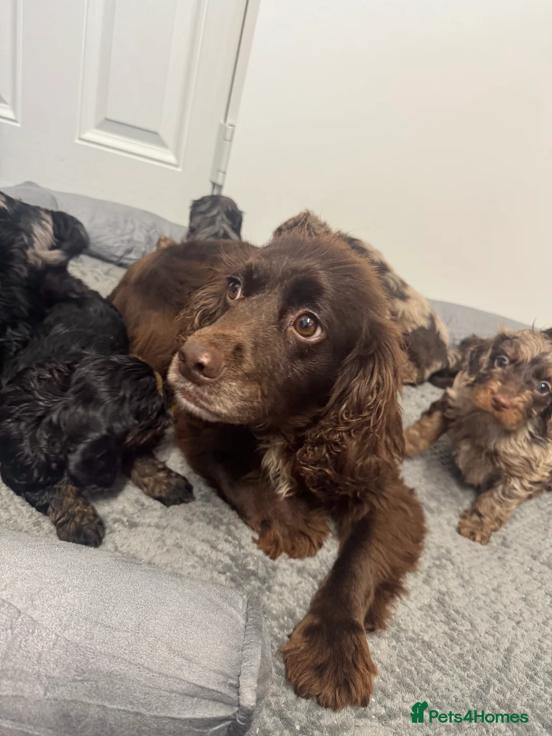 Cockapoo dogs for sale: F1 miniature Cockapoos  - Advert 2