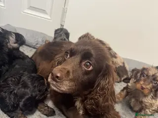 Cockapoo dogs F1 miniature Cockapoos - Advert 1