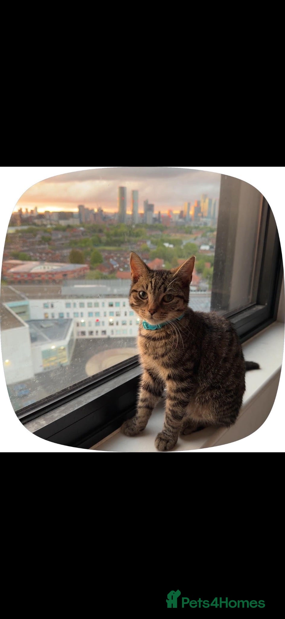 British Shorthair cats Tabby cat - Advert 1