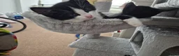 British Shorthair cats for sale: Cute Kittens - Advert 7
