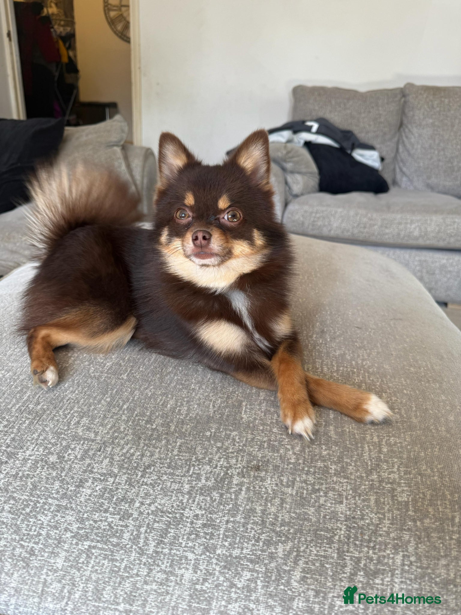Pomsky dogs Toy Pomsky - Advert 14