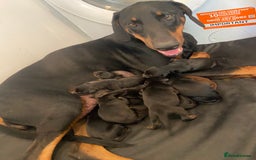 Dobermann dogs for sale: 9 KC Reg pedigree Doberman puppies - Image 6