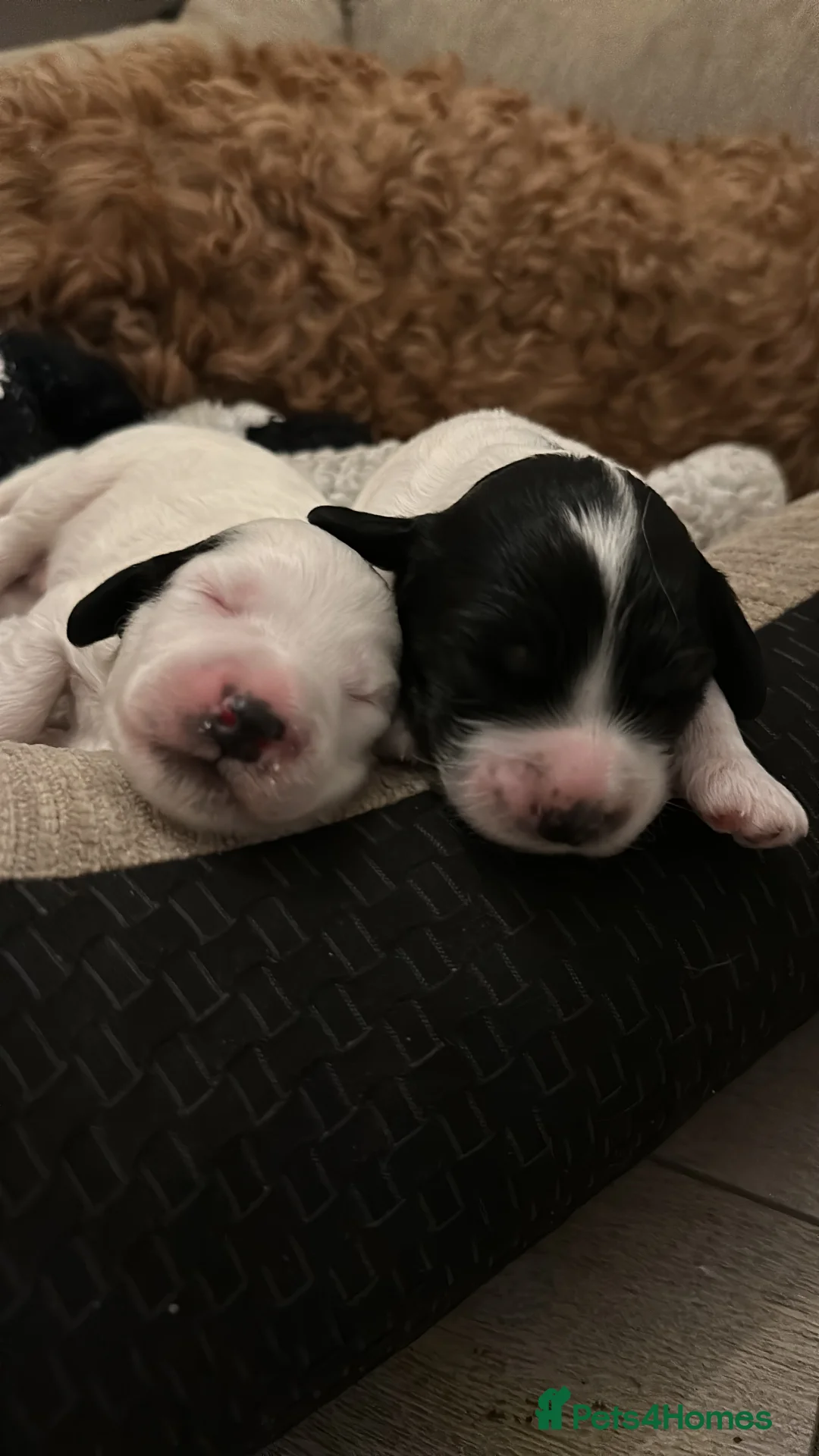 Cockapoo dogs for sale: Beautiful litter of Cockapoo Puppies - Advert 5