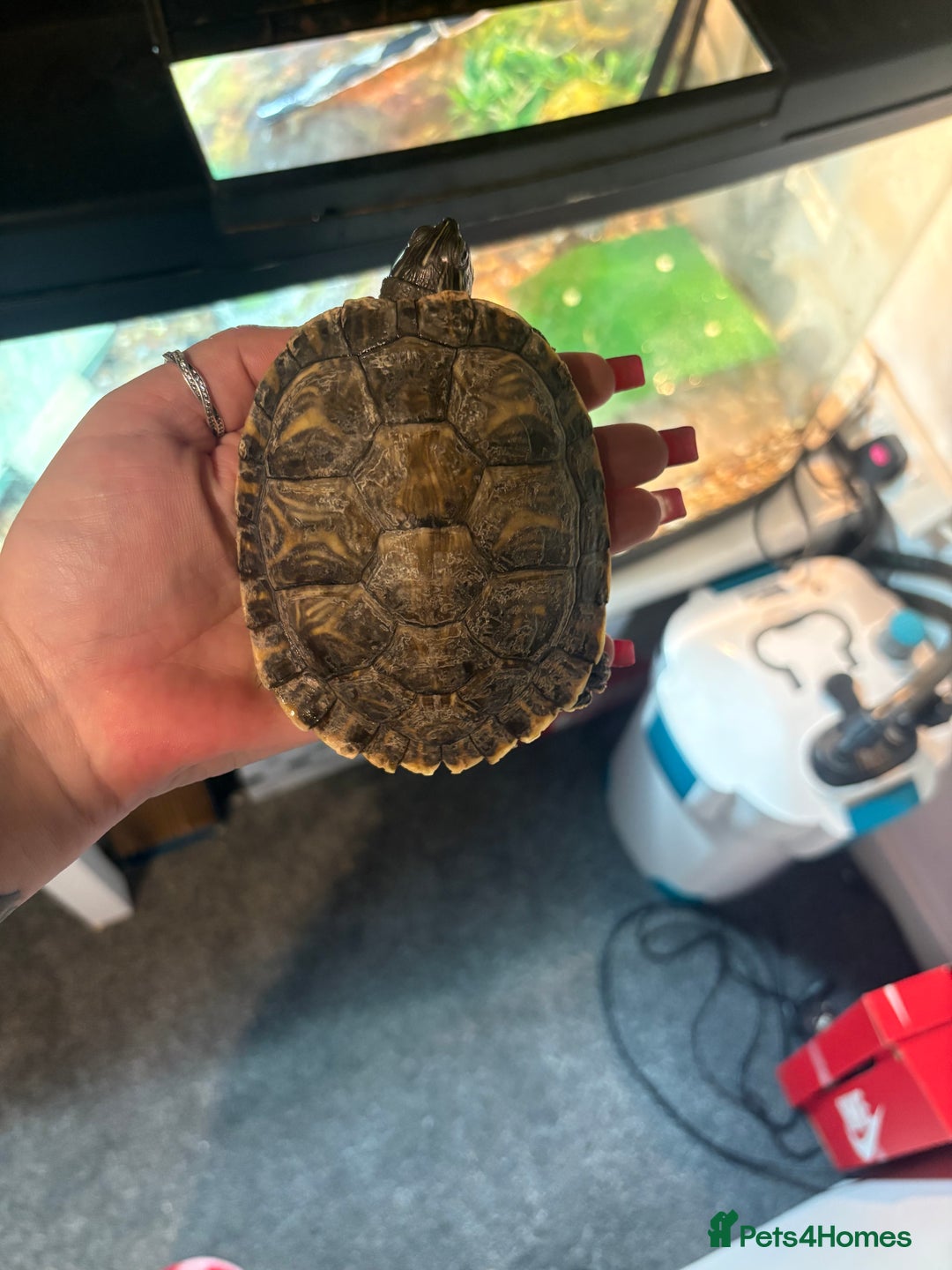 Turtle reptiles for sale: Musk turtle and terrapin plus tank and filter - Advert 2