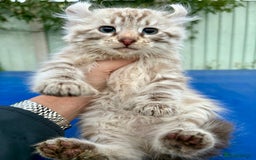 Savannah cats for sale: Super rare longhaired girl  - Advert 3