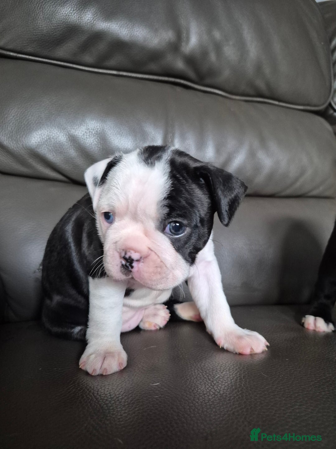 Boston Terrier dogs for sale: BOSTON TERRIER PUPPIES - Image 12