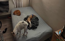 Mixed Breed dogs for sale: Gorgeous chorkie/jackchi girl - Image 5