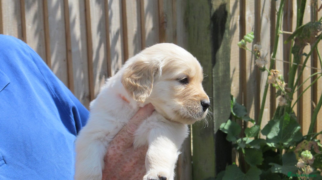Golden Retriever dogs for sale: Stunning Golden Retriever Puppies - Image 11
