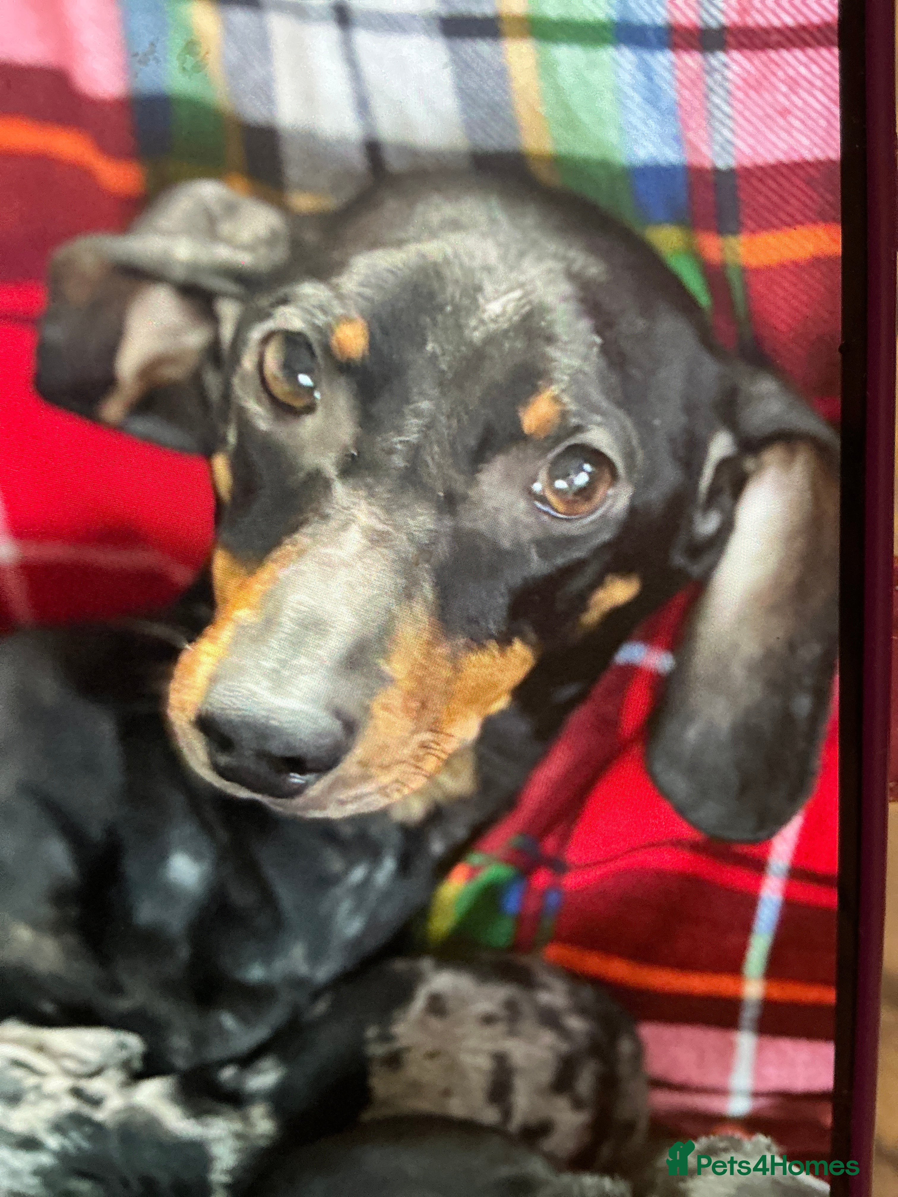 Dachshund dogs Dachshund - Advert 3