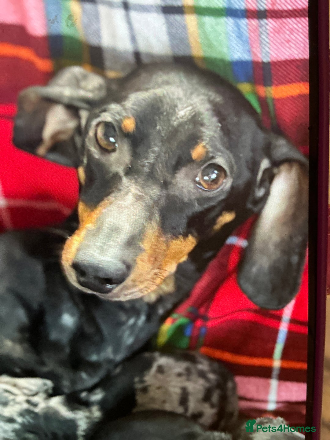 Dachshund dogs for sale: Dachshund - Advert 1