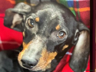 Dachshund dogs Dachshund - Advert 4