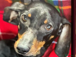 Dachshund dogs Dachshund - Advert 3