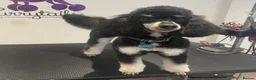 Toy Poodle dogs for sale: Tiny toy boy tuxedo parti kc poodle  in Choppington - Advert 5