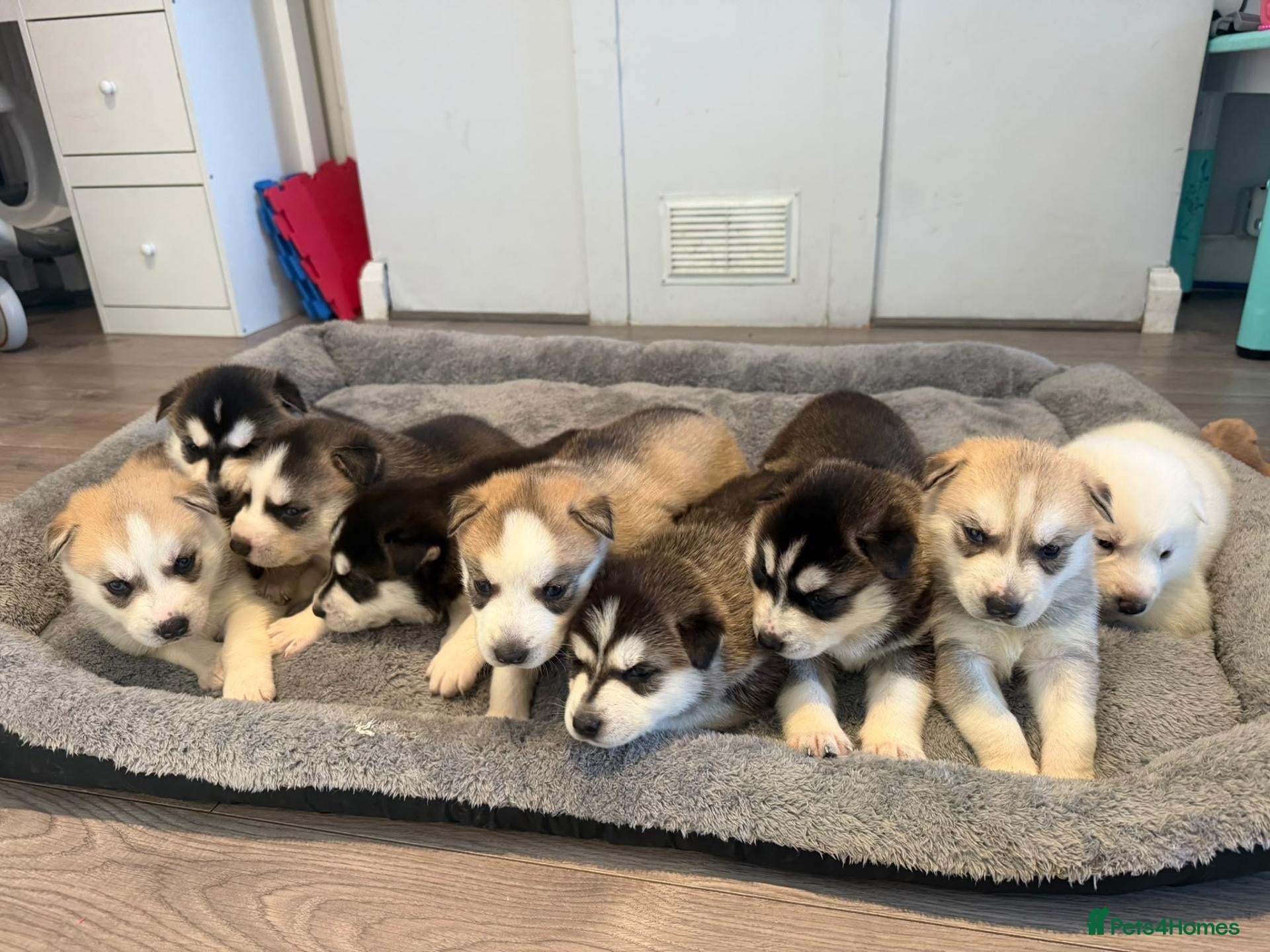 Siberian Husky dogs Puppies Siberian Husky - Advert 5