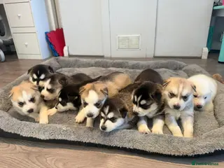 Siberian Husky dogs Puppies Siberian Husky - Advert 5