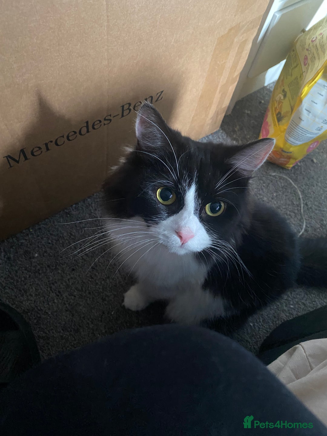 Mixed Breed cats for sale: Girl tabby cat £20  - Advert 4