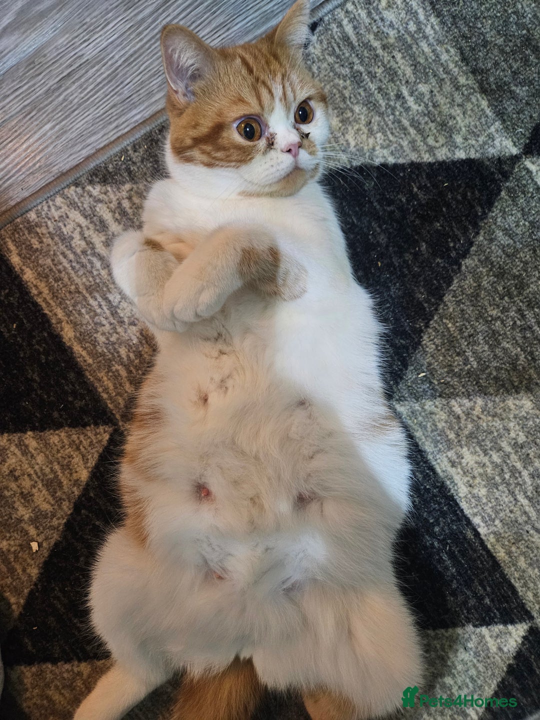 British Shorthair cats for sale: Ginger and white kittens  - Image 1