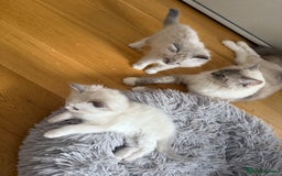 Ragdoll cats for sale: Beautiful  - Image 8