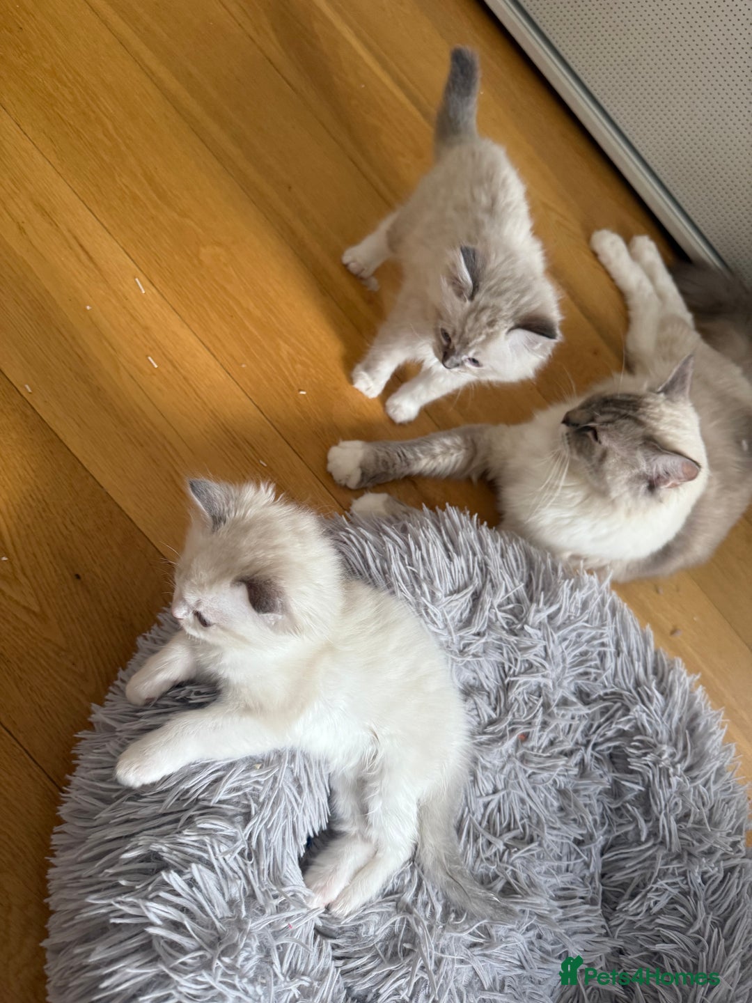 Ragdoll cats for sale: Beautiful  - Image 8