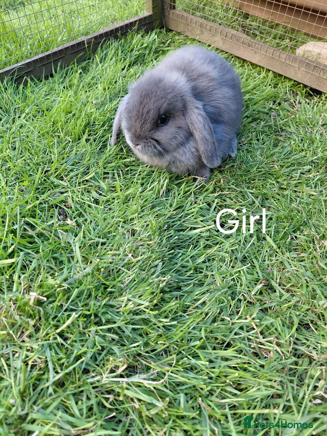 Mini Lop rabbits for sale: Mini lop babies.  - Advert 5