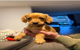Cockerdor dogs for sale: Fox red cockador  - Image 9