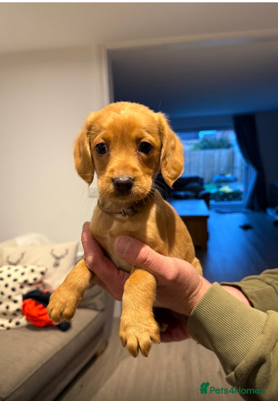 Cockerdor dogs for sale: Fox red cockador  - Image 9