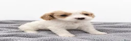 Cavapoo dogs for sale: Beautiful Cavapoo Puppies – 4 Boys & 3 Girls - Advert 6