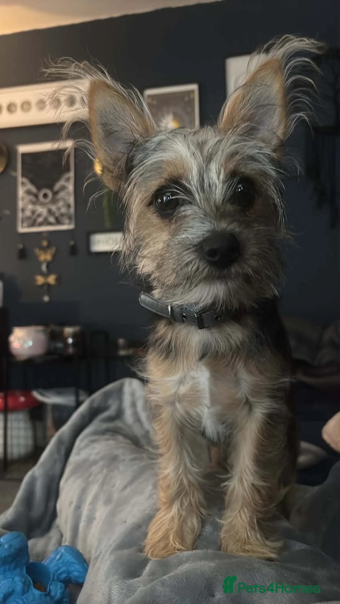 Chorkie dogs for sale: 6 month old chorkie  - Advert 4