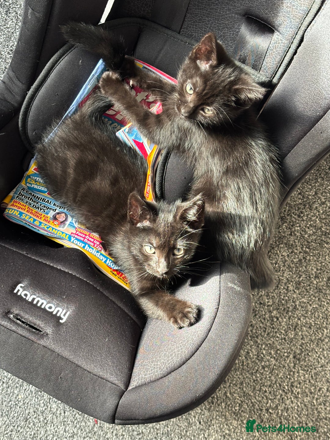 American Shorthair cats for sale: 2 all back kitten for sale  - Image 1