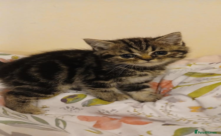 British Shorthair cats - Advert 1