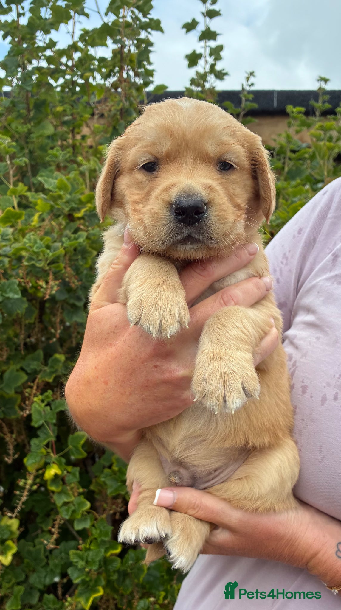 Golden Retriever dogs for sale: Stunning kc golden retriever puppies 🐶  in Ashford - Advert 5