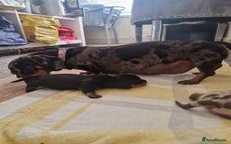 Miniature Dachshund dogs for sale: 2 adorable chunky miniature dachshund  - Image 3